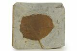 Paleocene Fossil Leaf (Zizyphoides) - Montana #377940-1